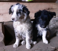 Border Collie Australian Shepherd Puppies