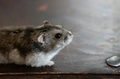 Hamsters wanted, View more