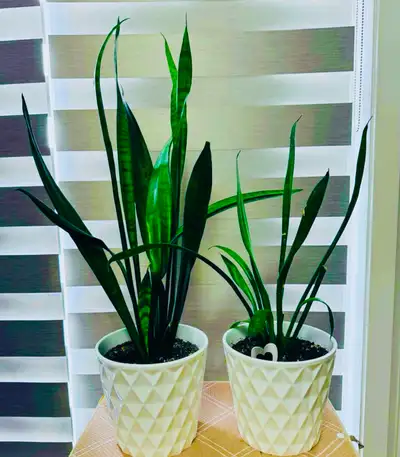 Snake Plants set of 2 with pot, View more