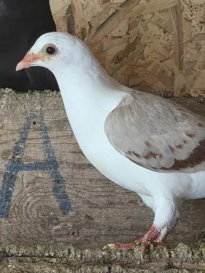 pigeons for sale , View more