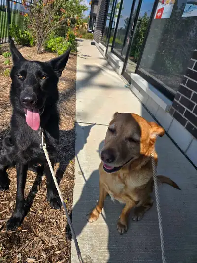 Dog walking Dog training , View more
