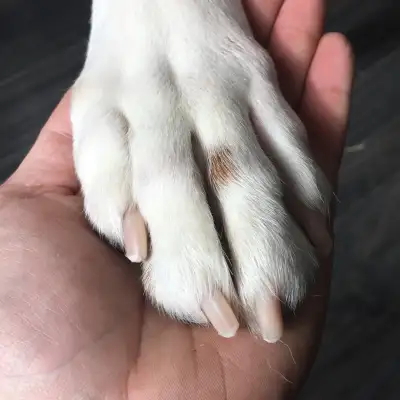 Certified Professional Dog Trainer and experienced veterinary assistant offering nail trims for dogs...