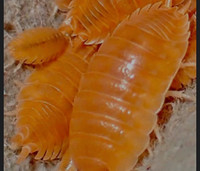 Porcellio laevis orange isopods x15