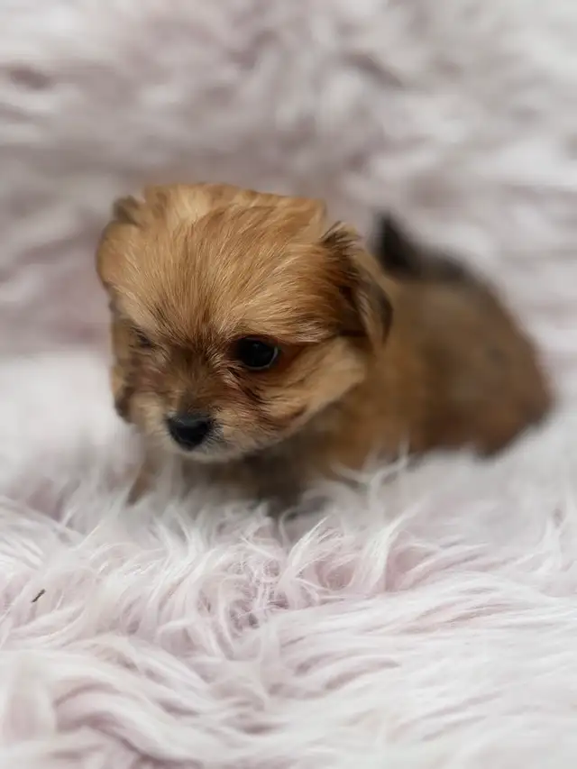 Morkie Korean bloodline in Dogs & Puppies for Rehoming in Oshawa / Durham Region - Image 4