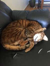 Male House Cat-Need Rehoming