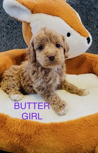 Toy Maltipoo Puppies, View more