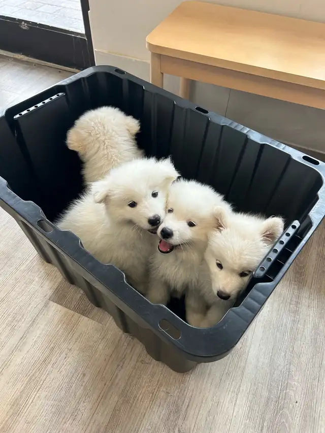 Purebred Samoyed Puppies!! in Dogs & Puppies for Rehoming in City of Toronto - Image 4