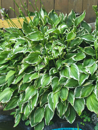 Hostas hostas hostas 