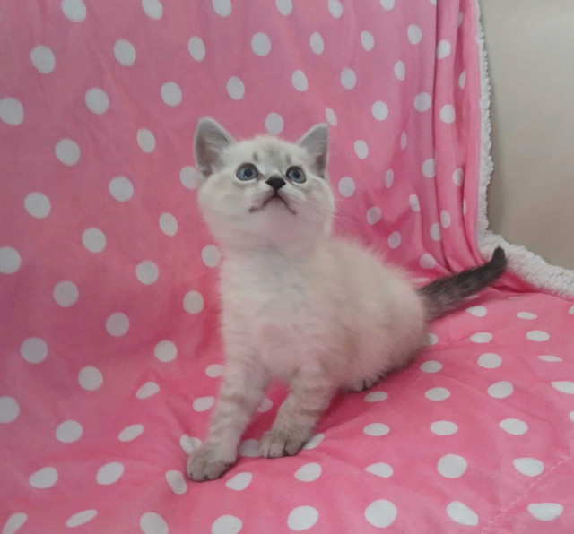British shorthair kitten in Cats & Kittens for Rehoming in Mississauga / Peel Region - Image 4