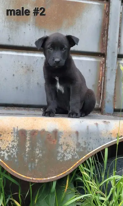 Black Lab Cross x Border Collie, View more