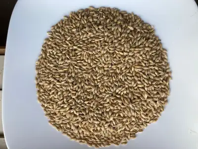 Whole Barley: Certified Organic, View more