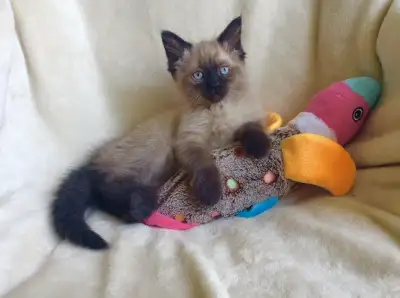 ( English follows ) * Spécial Été * 2 Beaux Chatons Mâle et Femelle Ragdoll aux Yeux Bleux Pure Race...