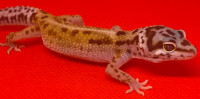 Bebe gecko léopard à vendre