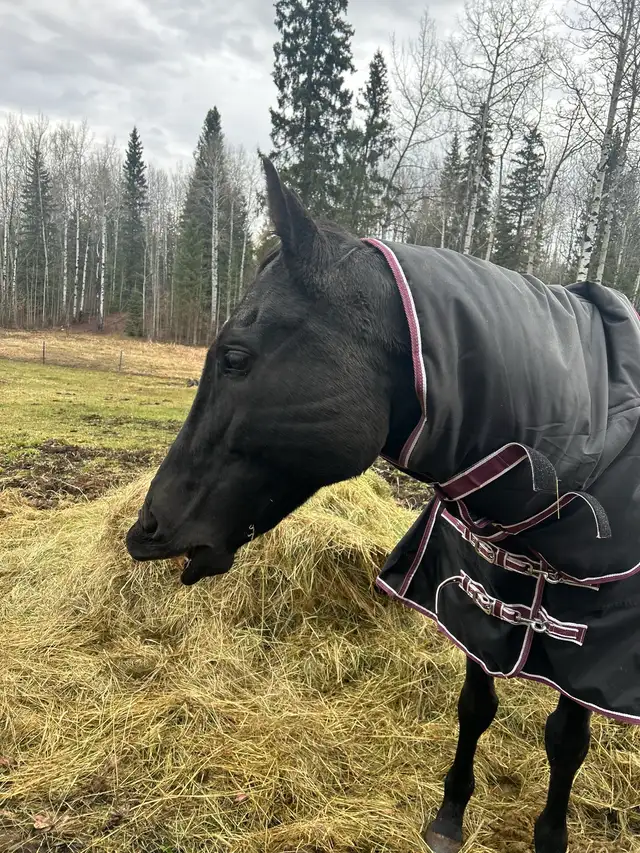 black 16.3hh ottb gelding in Horses & Ponies for Rehoming in Quesnel - Image 4