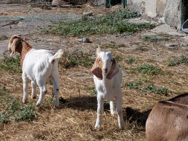 meat goat ppu | Livestock | Oshawa / Durham Region | Free local ...