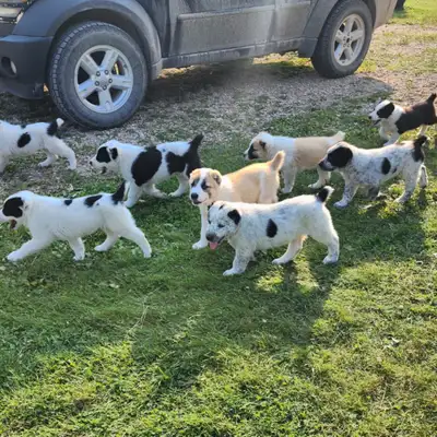 Purebred Alabai Puppies- central asian shepherd, View more