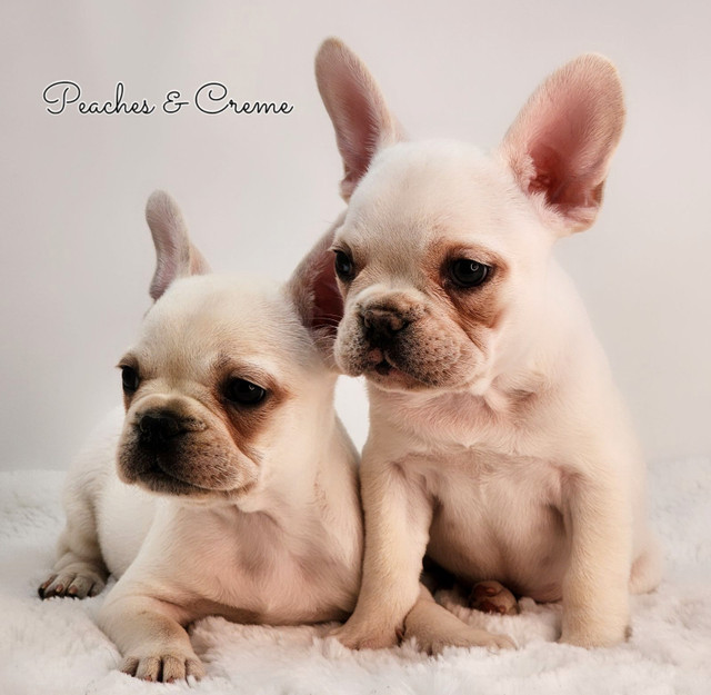 French Bulldog Puppies *ckc registered* in Dogs & Puppies for Rehoming in Grande Prairie - Image 3