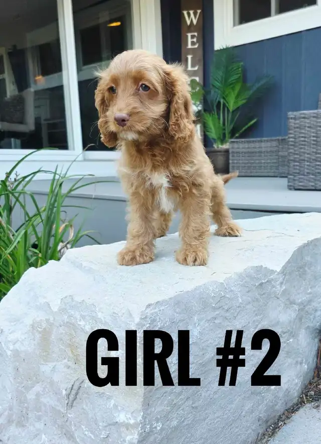 Cockapoo Puppies | Dogs & Puppies for Rehoming | Mississauga / Peel ...
