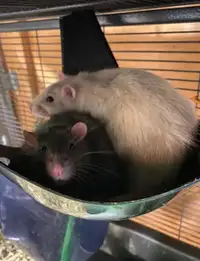 Bonded male rat pair Tom and Jerry need special family