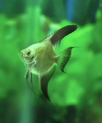 Green Bulgarian seal point angelfish, View more