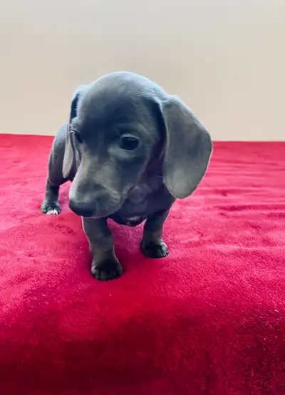Blue Mini Dachshund Ready Now, View more