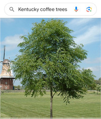 Kentucky coffee tree seeds 