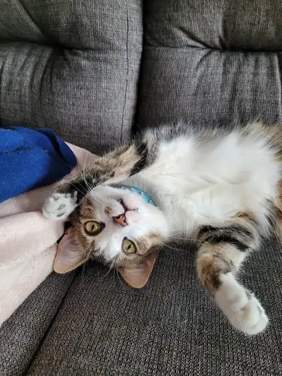 CAT SITTER IN TORONTO!, View more
