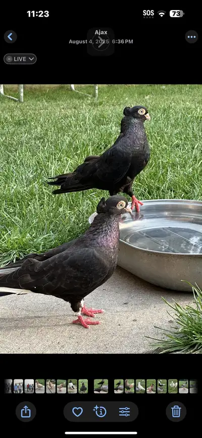 Slowenian Roller or Ardeal roller, View more