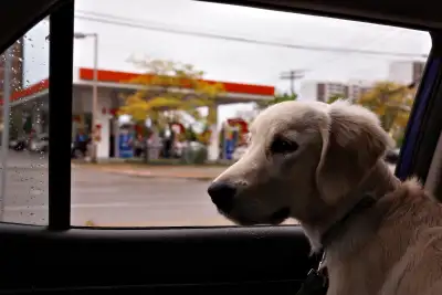 7 months Golden Retriever, View more