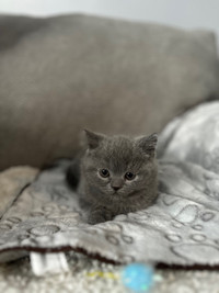 Scottish Fold & British Shorthair Kitten 