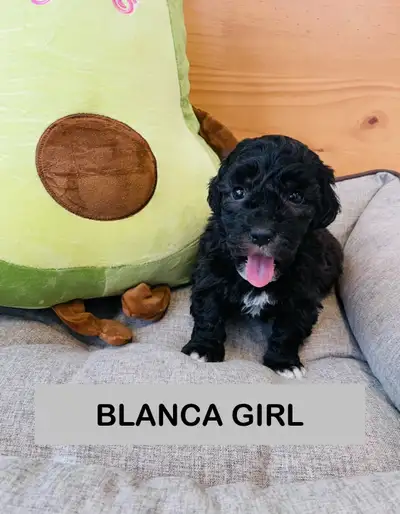 Our puppies are great mixed between poodle and maltese mix. They are known for non shedding and hypo...