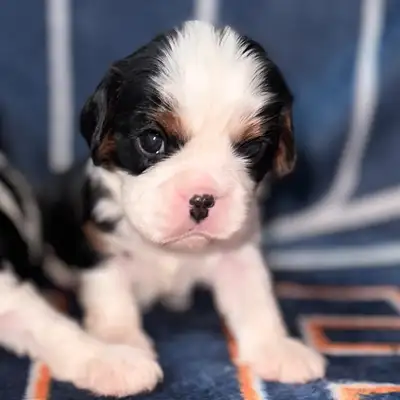 At Enchanting Cavaliers we have some beautiful little boys available to be reserved. From our Oilers...