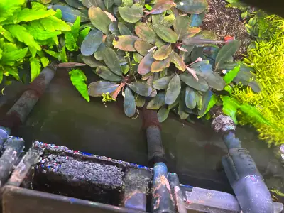 Starting from $10 per stem, slow growing plants grows on rock or driftwood. Have different varieties...