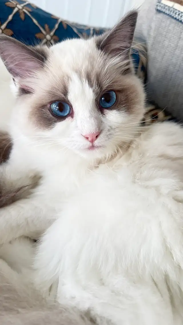 Ragdoll Kittens (Queen) | Cats & Kittens for Rehoming | Oshawa / Durham ...