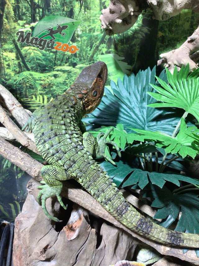 Lézard Caiman / Caiman lizard dans Reptiles et amphibiens à adopter  à Ville de Montréal - Image 4