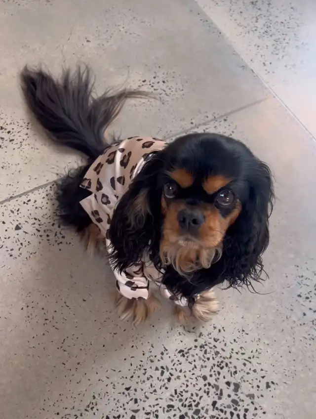 Toy Cavalier King Charles! Taking Deposits in Dogs & Puppies for Rehoming in City of Halifax - Image 15