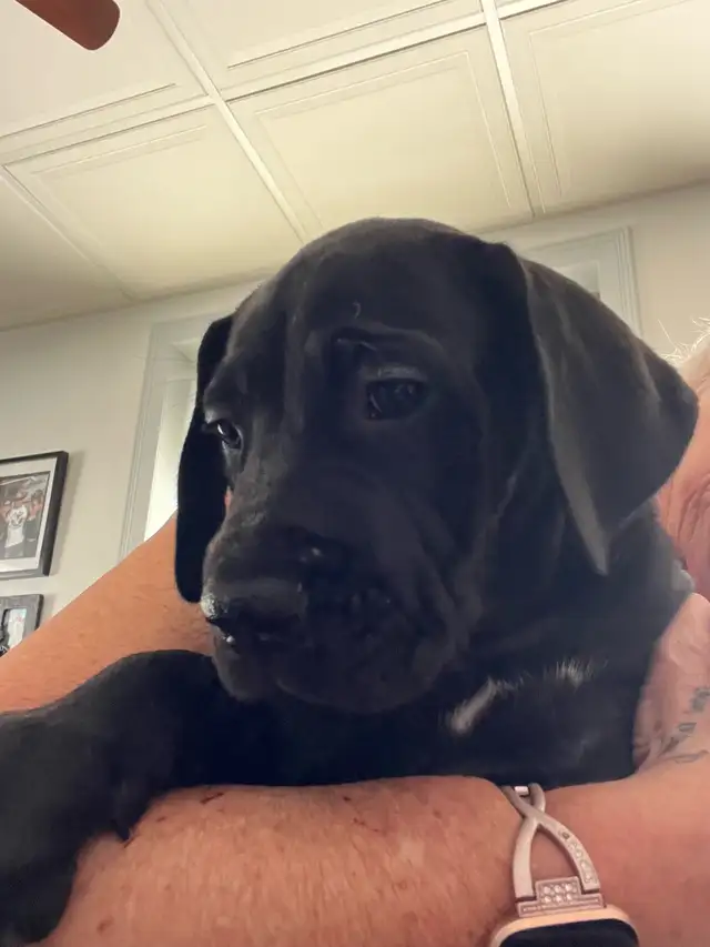 2 Pure bred Great Dane Puppies in Dogs & Puppies for Rehoming in North Bay - Image 3
