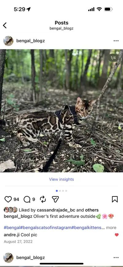 beautiful male Bengal, View more