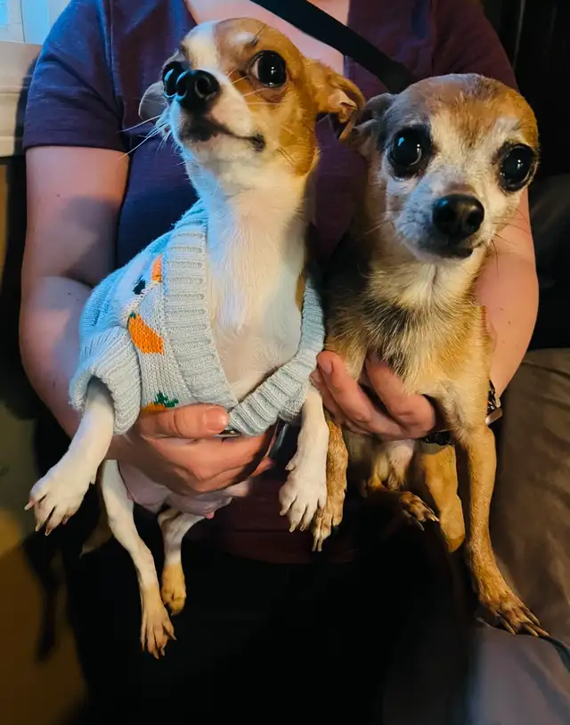 Only 1 left - chihuahua puppy  for sale in Dogs & Puppies for Rehoming in Barrie - Image 5