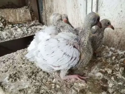 Baby pigeons, View more