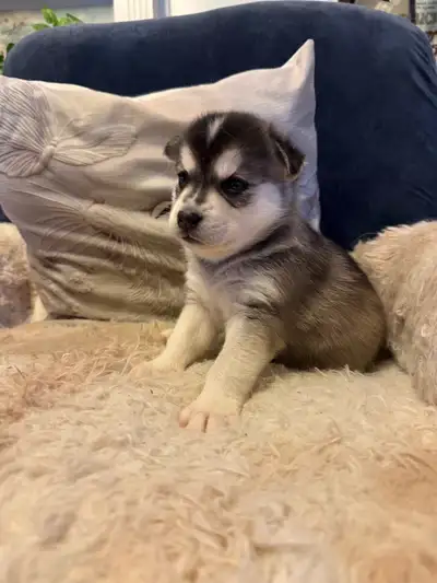 Pomsky puppies ready for deposit!!, View more