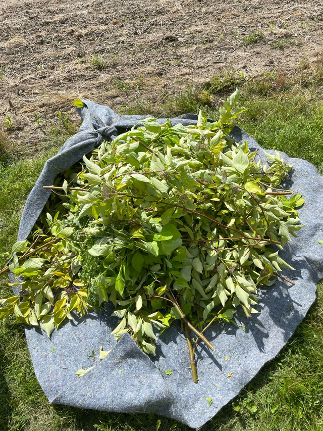 lawn care, landscaping and yard cleanup - Windsor Region in Lawn, Tree Maintenance & Eavestrough in Windsor Region - Image 3