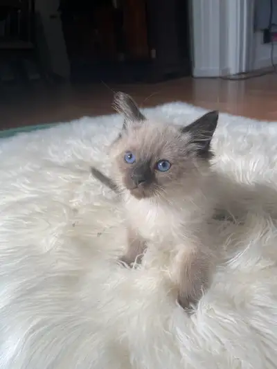  Two  ragdoll kittens  available , View more
