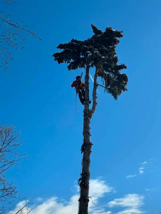 Take It Down Tree Service LTD.62863720526723129
