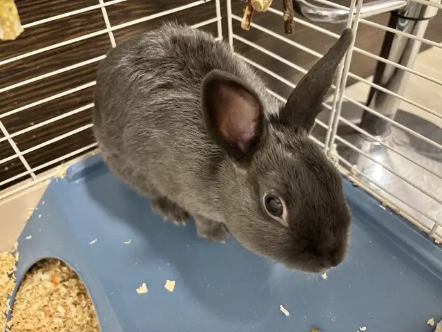 Male Grey rabbit ( blue Netherland dwarf) in Small Animals for Rehoming in Mississauga / Peel Region - Image 2