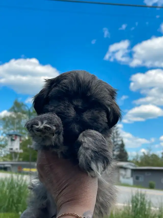 Shih tuz males in Dogs & Puppies for Rehoming in Gatineau - Image 2