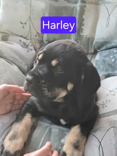 Mastiff Cross Puppies 3 Boys 1 Girl (Harley ) Born April 12th. Ready To Go Now Will be Medium to Lar...
