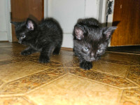 2 Male Kittens for Sale