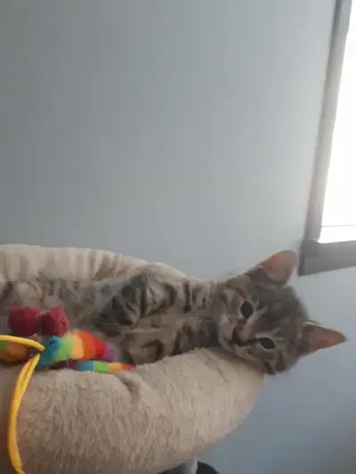 kitten looking for a new home , View more