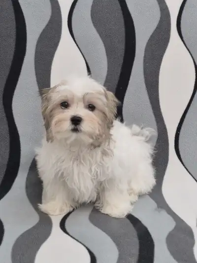 Little Mal-Shi (Maltese X Shih Tzu) Puppies, View more